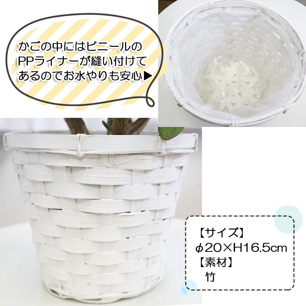 金のなる木 5号 竹鉢カバー 白かご PPライナー付
