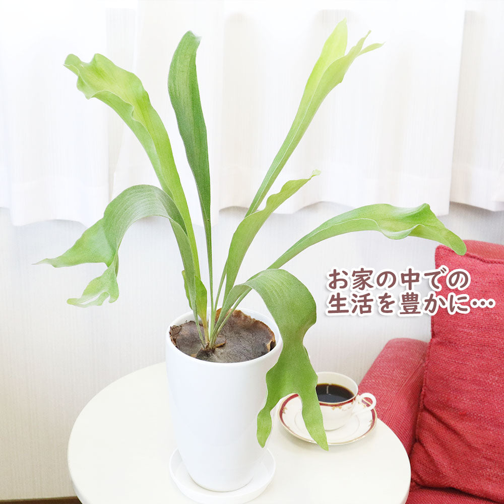 コウモリラン ビカクシダ 6号 白陶器鉢 受皿付