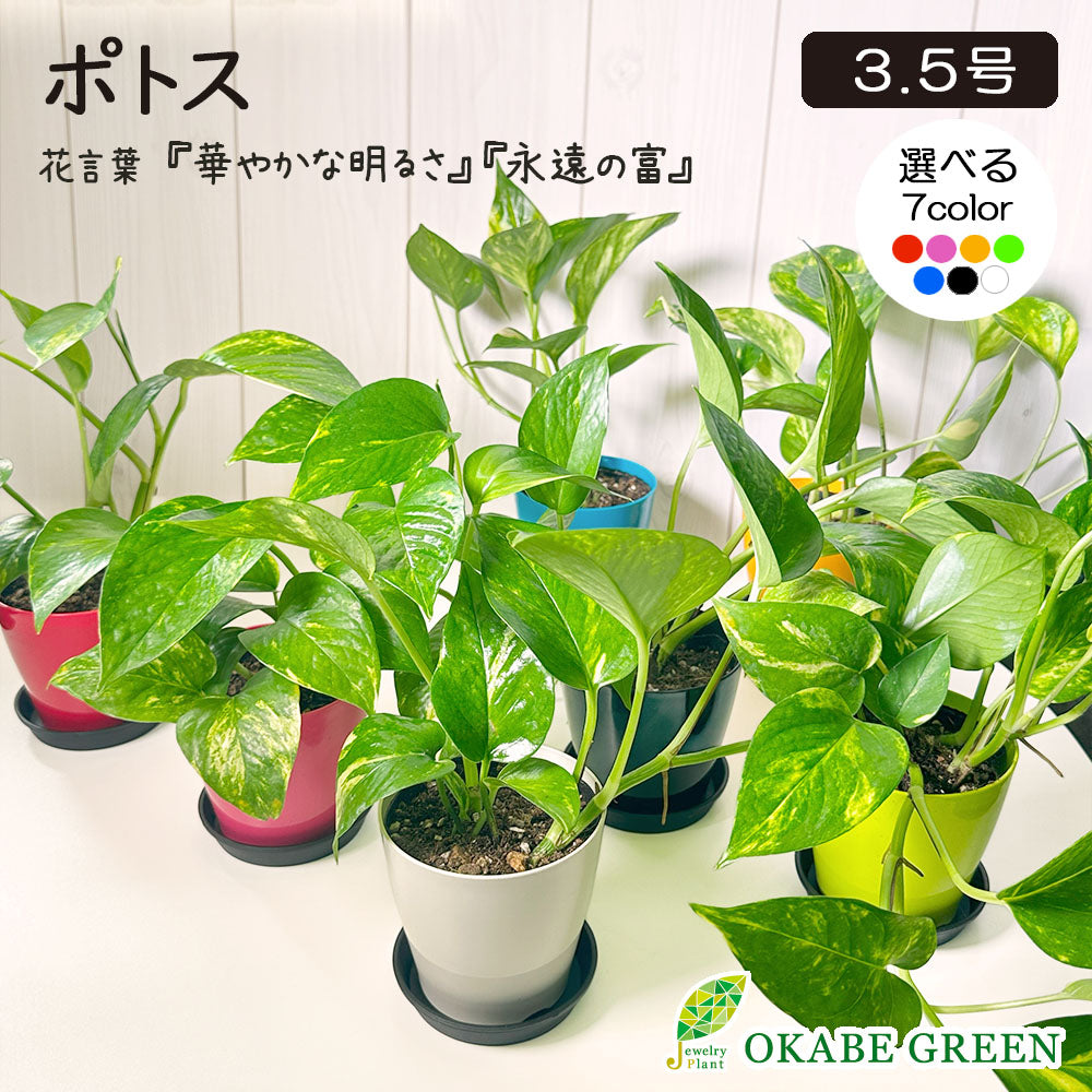 ポトス グリーン 3.5号 選べる カラープラスチック鉢