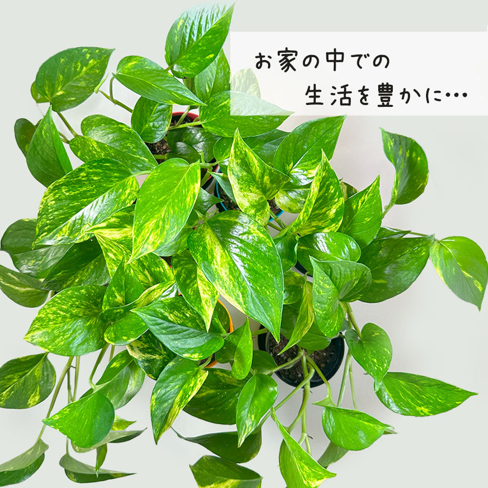 ポトス グリーン 3.5号 選べる カラープラスチック鉢