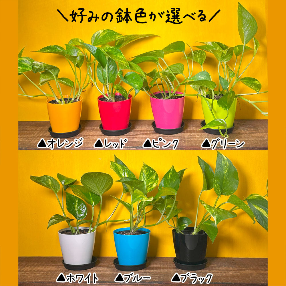 ポトス グリーン 3.5号 選べる カラープラスチック鉢