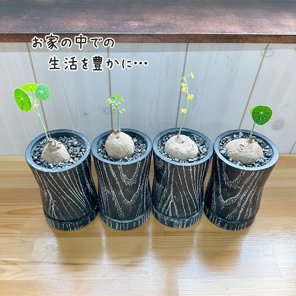 【希少品種】 ステファニア エレクタ 選べる樹形 【現品】 3号 黒ロング陶器鉢 送料無料
