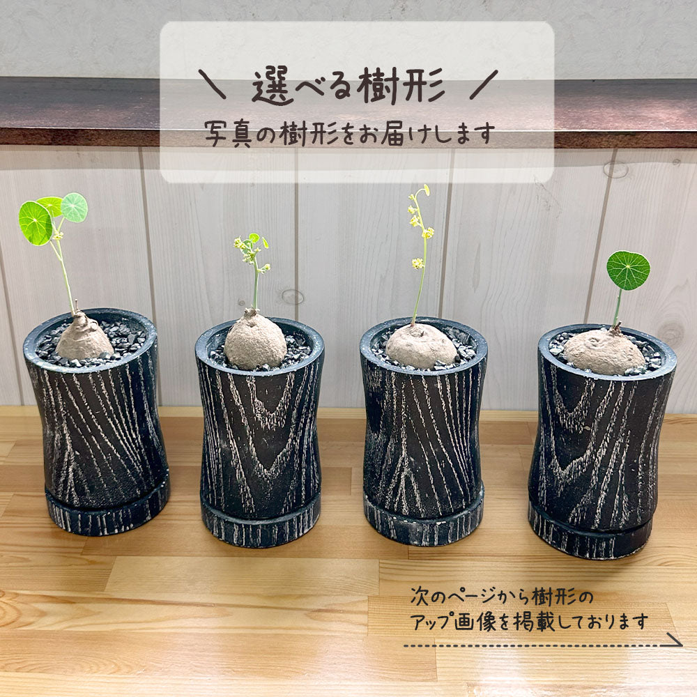 【希少品種】 ステファニア エレクタ 選べる樹形 【現品】 3号 黒ロング陶器鉢 送料無料