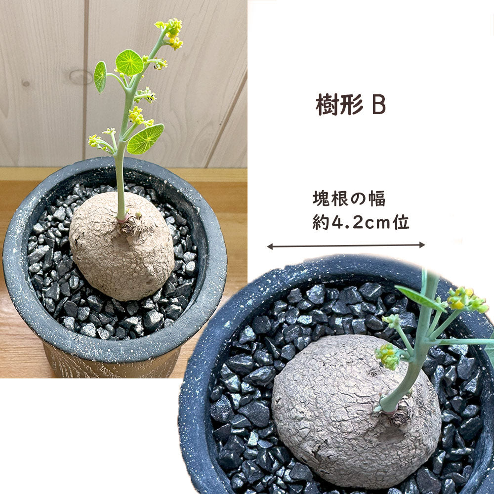 【希少品種】 ステファニア エレクタ 選べる樹形 【現品】 3号 黒ロング陶器鉢 送料無料