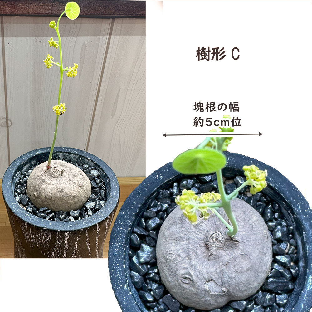 【希少品種】 ステファニア エレクタ 選べる樹形 【現品】 3号 黒ロング陶器鉢 送料無料