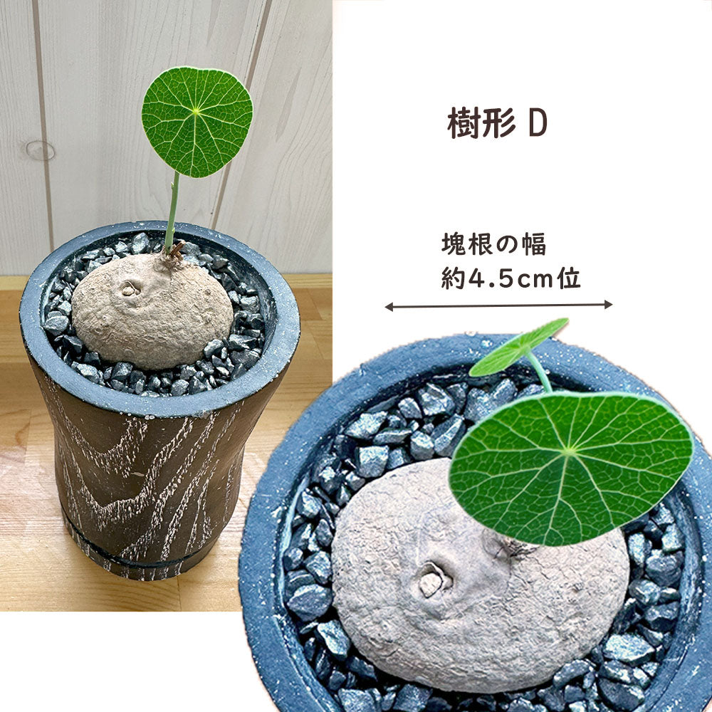 【希少品種】 ステファニア エレクタ 選べる樹形 【現品】 3号 黒ロング陶器鉢 送料無料