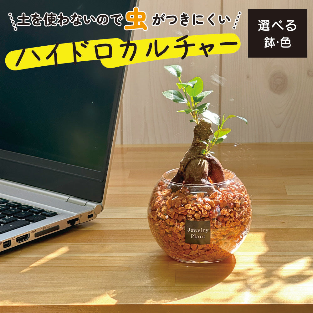 ハイドロカルチャー オレンジゼオライト ガジュマル