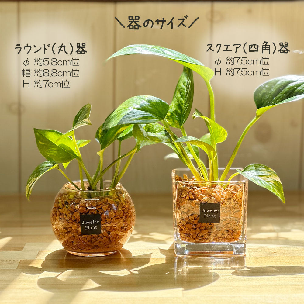 ハイドロカルチャー オレンジゼオライト ポトス
