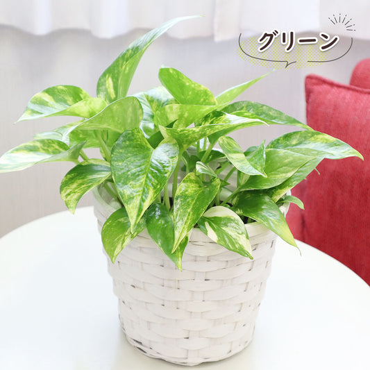 【選べる葉色】 ポトス グリーン ライム マーブル ステータス 5号 白竹鉢カバー PPライナー付