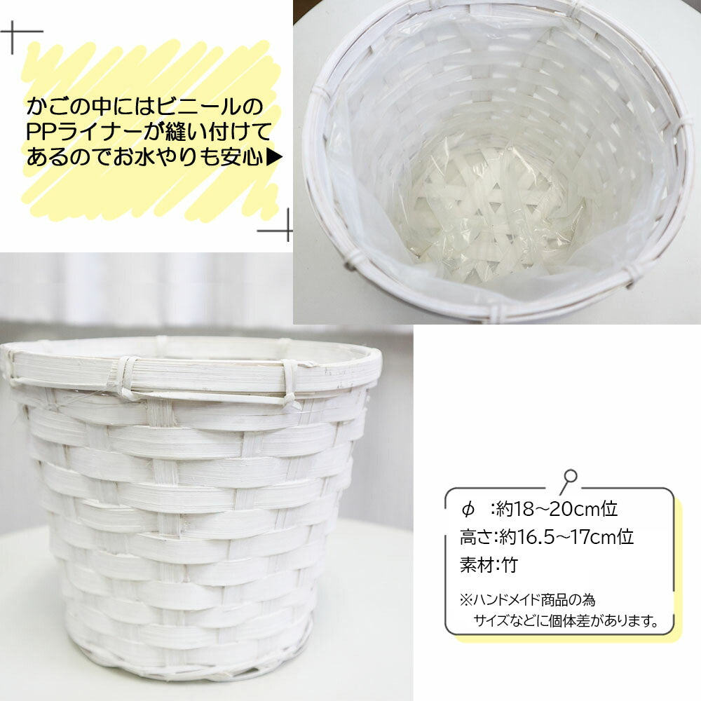 【選べる葉色】 ポトス グリーン ライム マーブル ステータス 5号 白竹鉢カバー PPライナー付