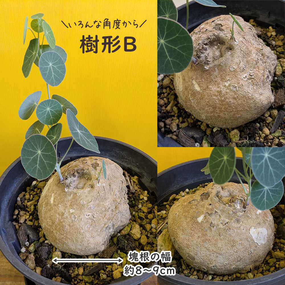【希少品種】 ステファニア エレクタ 【現品】 選べる樹形 5号 黒プラスチック鉢 受皿付