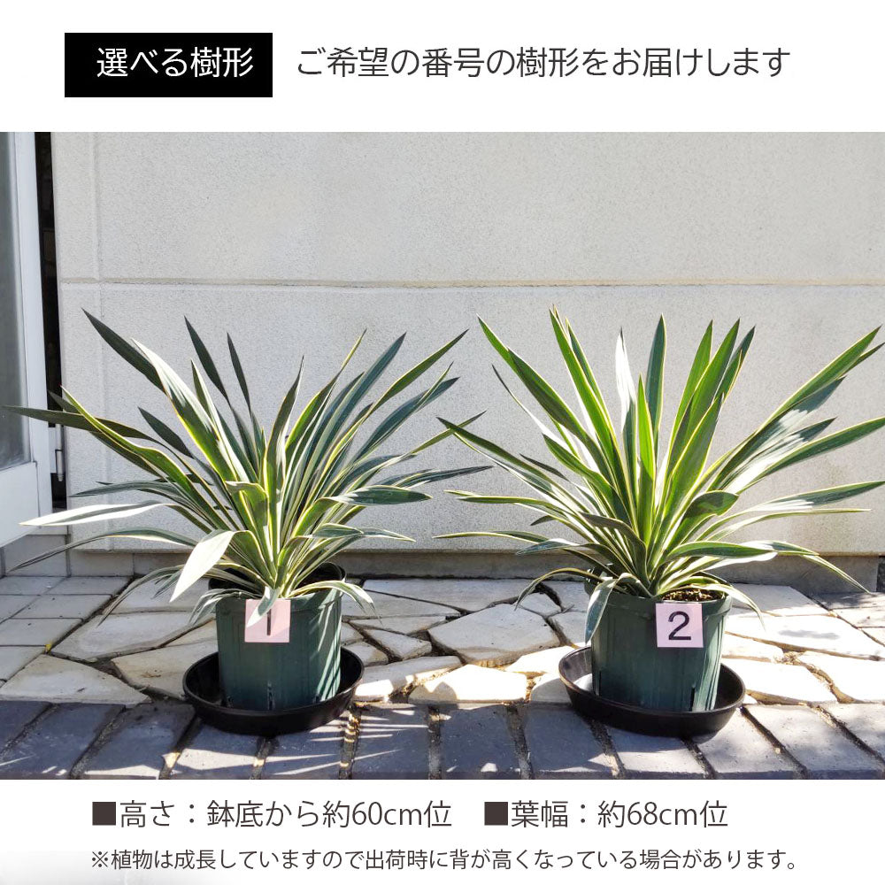 ユッカ グロリオサ バリエガータ 7号 プラスチック鉢 黒受皿付き