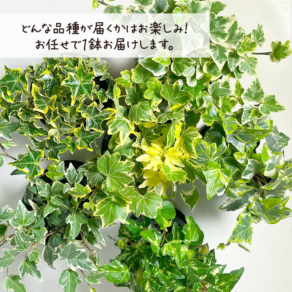 アイビー 3.5号 カラープラスチック鉢 黒皿付 ラッピング無料 お任せ1鉢 ホワイトワンダー ジェティー アダム バレーボブ イエローリップル