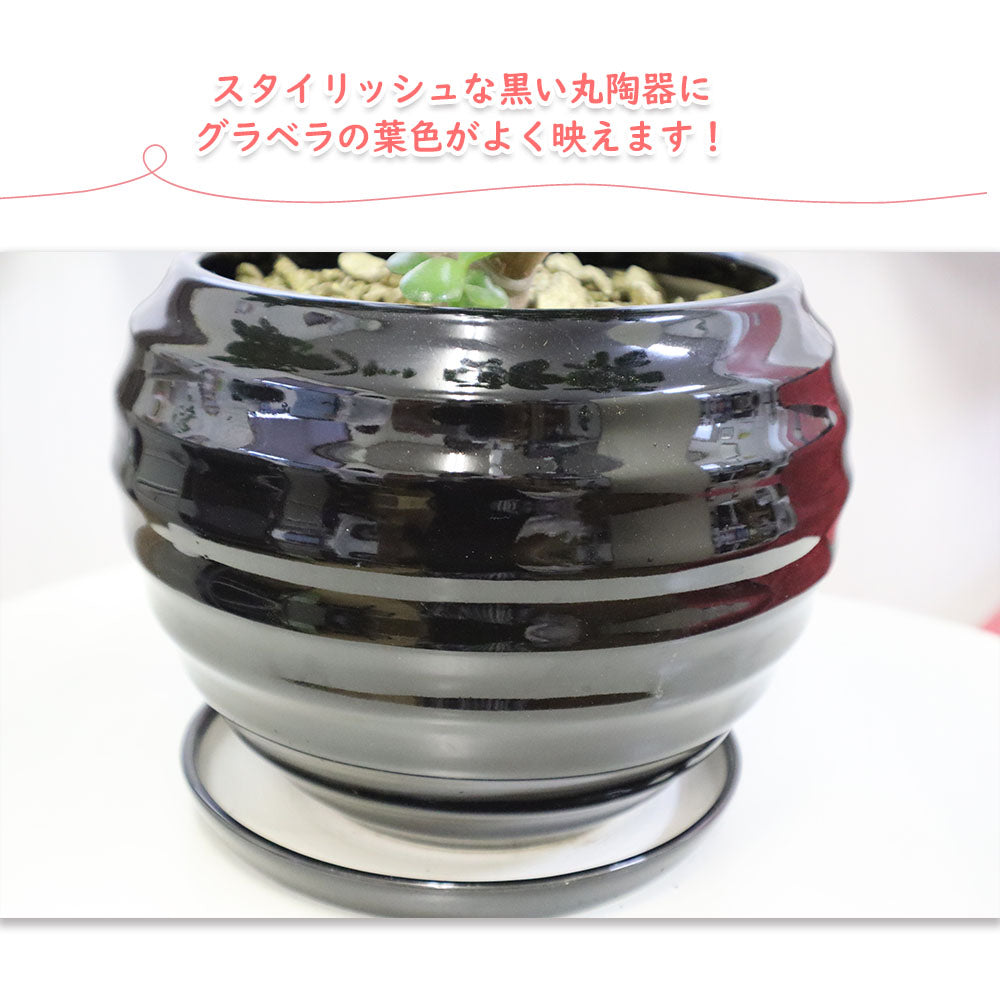 ペペロミア グラベラ 8号 黒丸陶器 ソーサー付