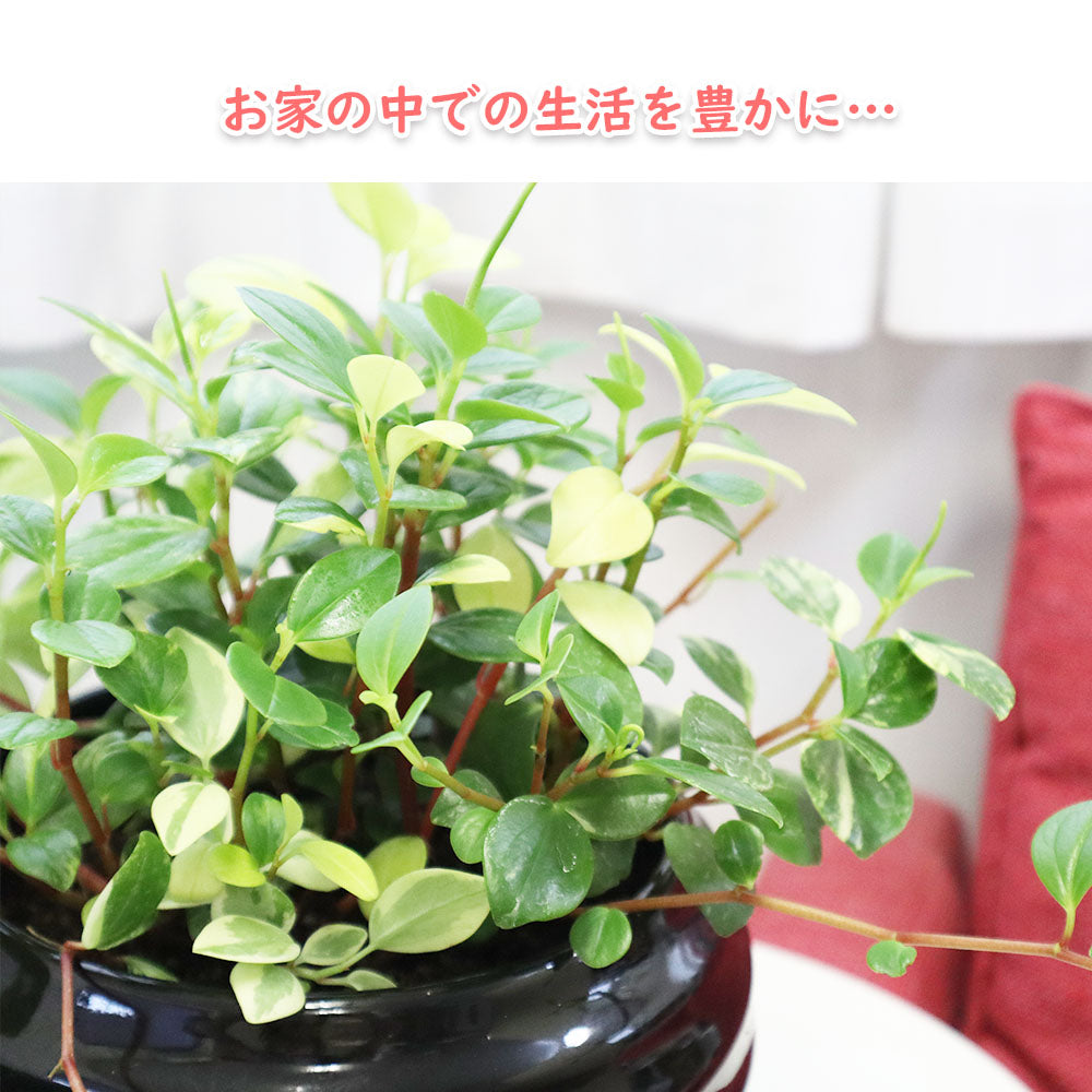 ペペロミア グラベラ 8号 黒丸陶器 ソーサー付