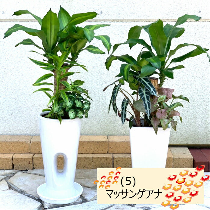 選べる植物 寄せ植え オーガスタ ユッカ テーブルヤシ ドラセナ