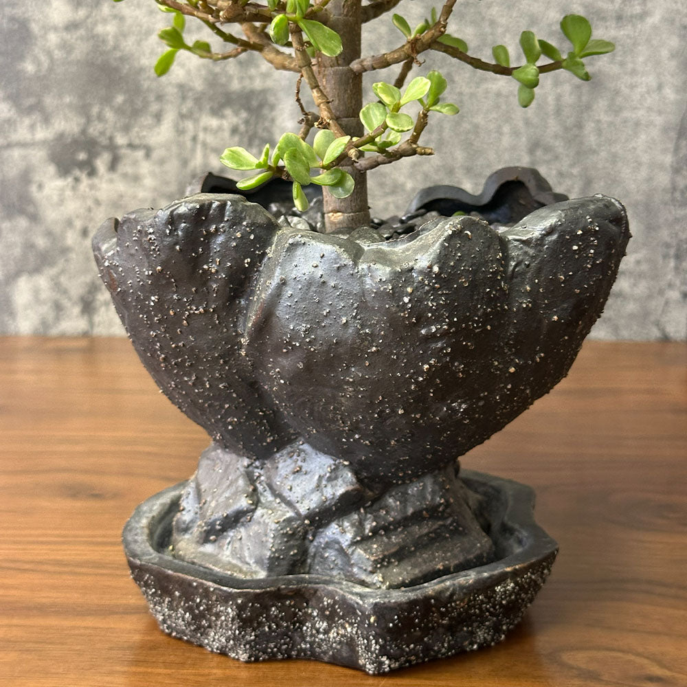 観葉植物 雅楽の舞 ポーチュラカリア 【現品】 陶器鉢 送料別