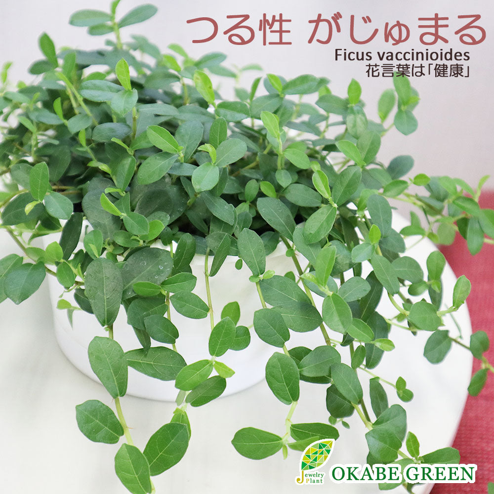 つる性 ガジュマル 5号 吊り棒付 白プラ鉢 取り外し可能 フィカス シャングリラ