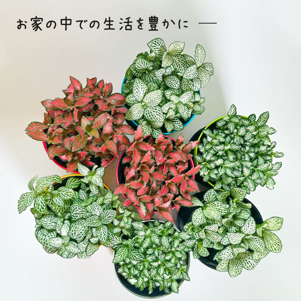 フィットニア 選べる 葉色 3.5号 選べる カラープラスチック鉢