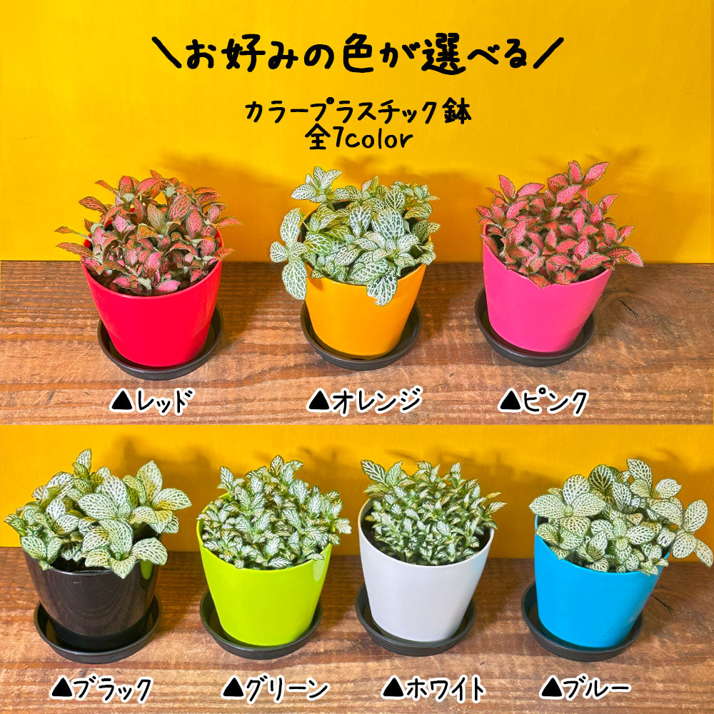 フィットニア 選べる 葉色 3.5号 選べる カラープラスチック鉢