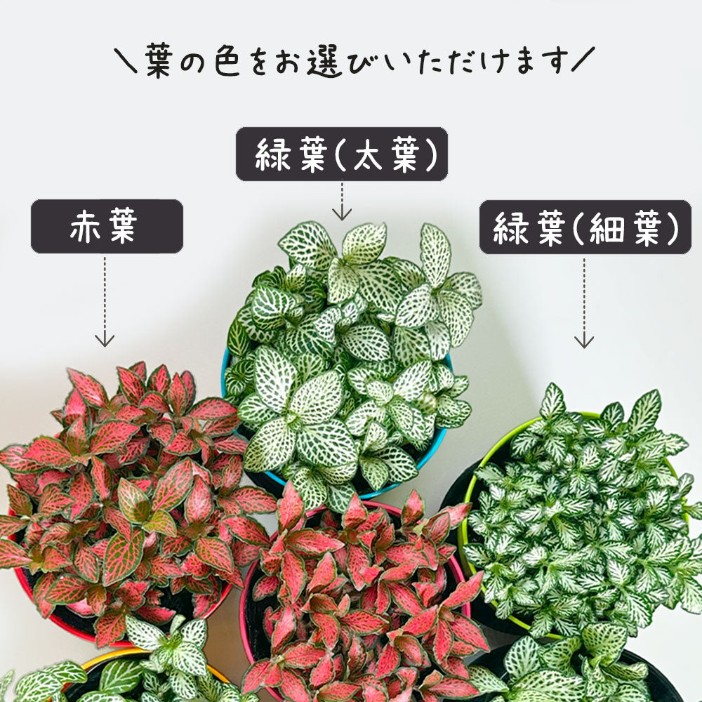 フィットニア 選べる 葉色 3.5号 選べる カラープラスチック鉢