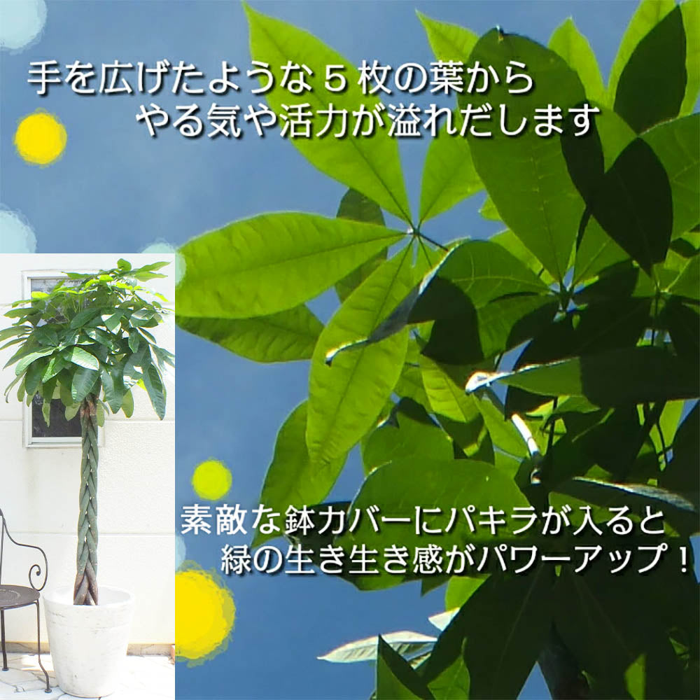 パキラ ねじり 10号 白アンティーク調鉢カバー バーク付き