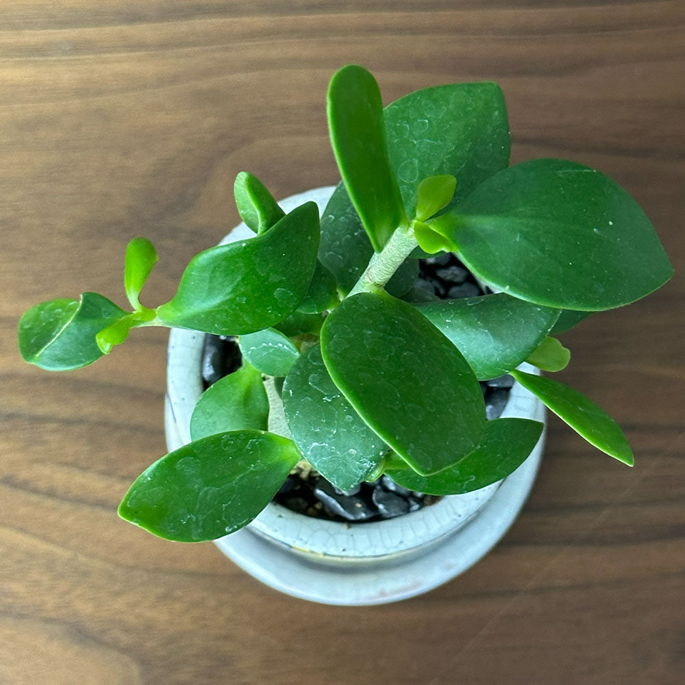 希少品種 塊根植物 ヒドノフィツム フォルミカルム 【現品】 3号 陶器鉢 レア