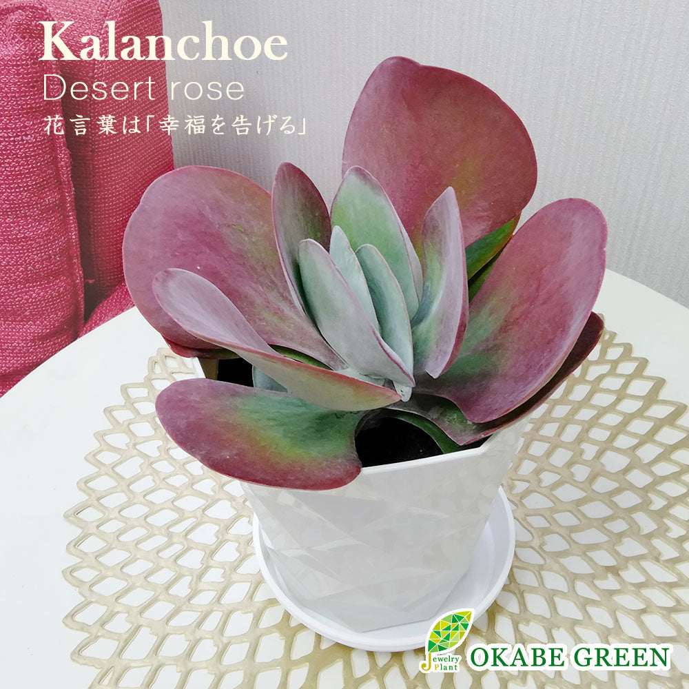 カランコエ デザートローズ 5号 白プラスチック鉢 受皿付 多肉植物