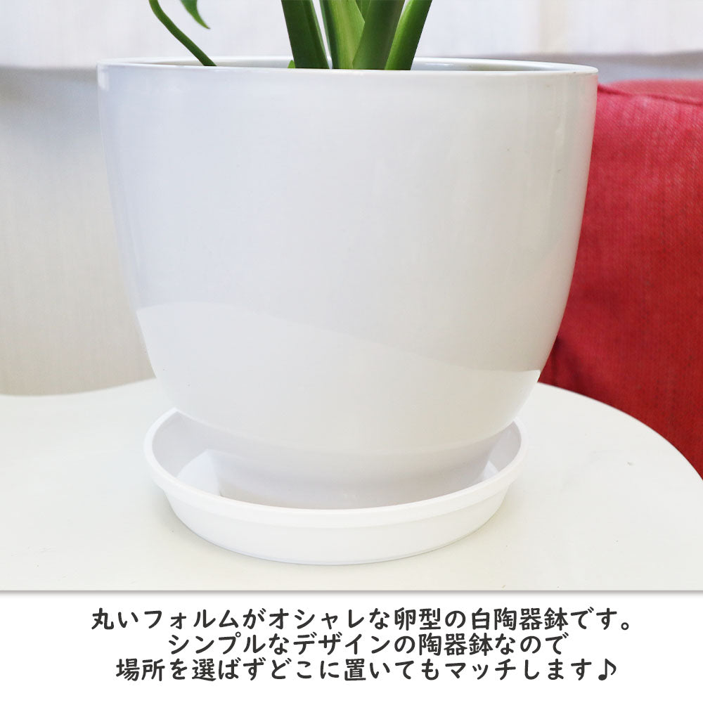 モンステラ 7号 素敵な白陶器鉢 受皿付