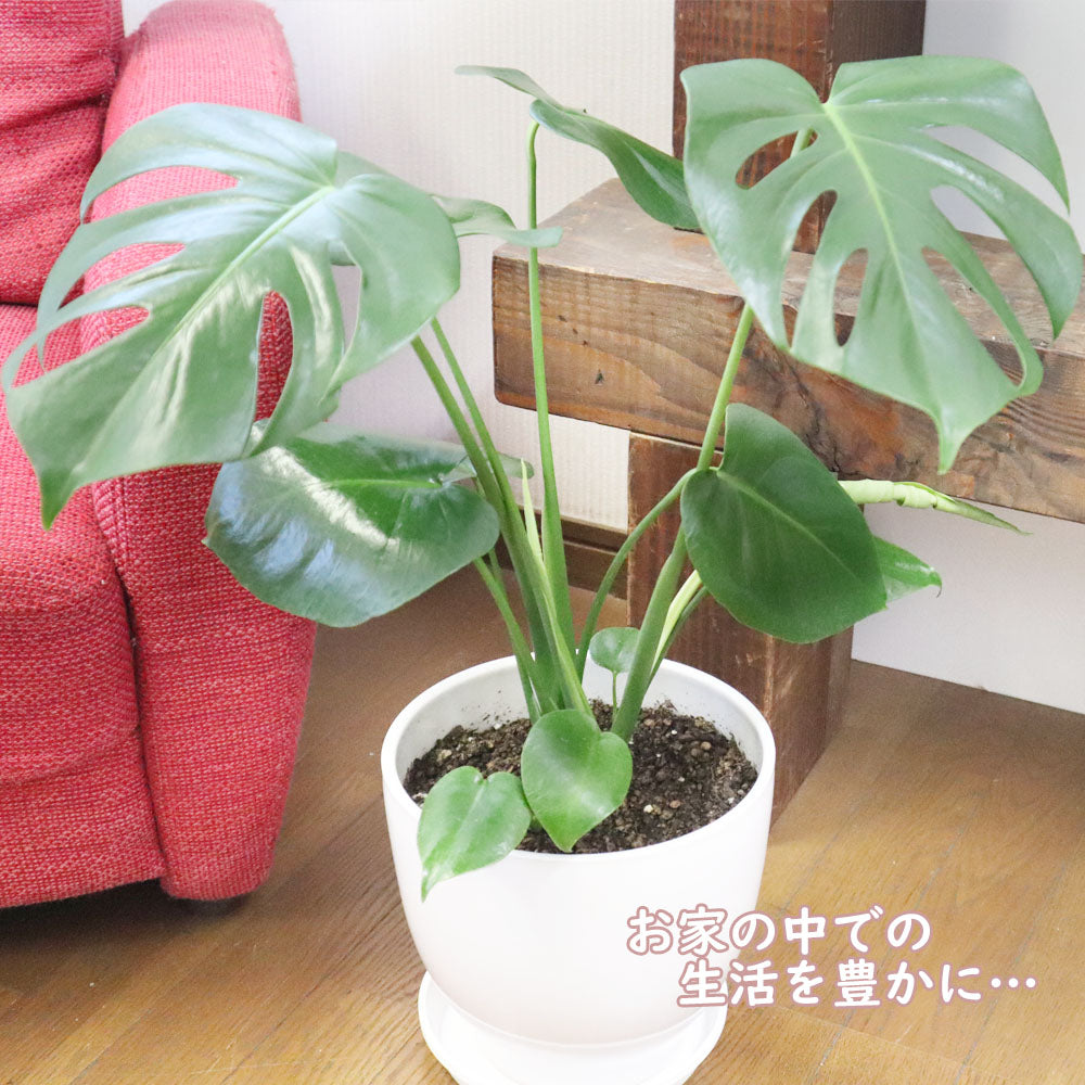 モンステラ 7号 素敵な白陶器鉢 受皿付