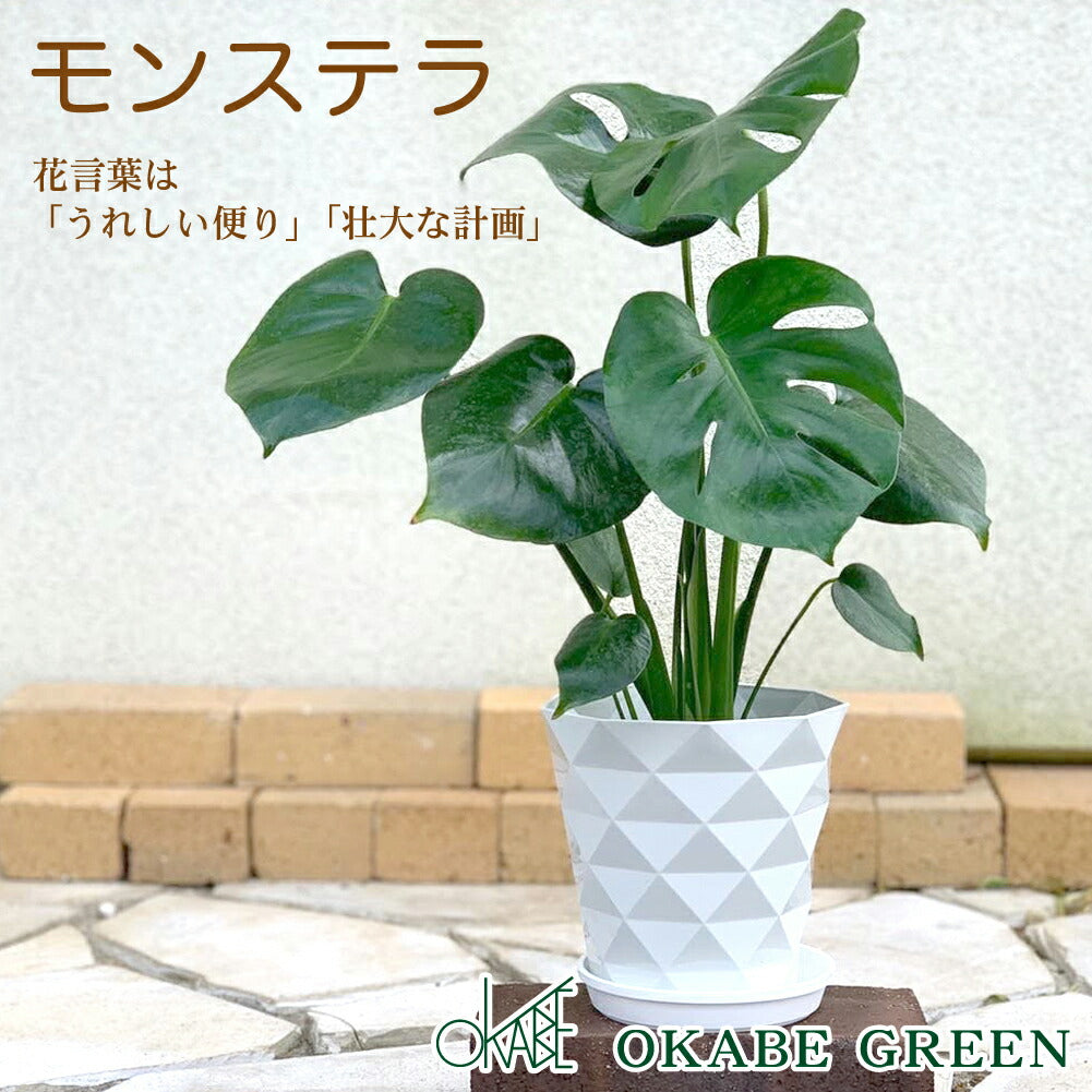 モンステラ デリシオサ 選べるサイズ 5号 8号 素敵な白のプラスチック鉢 受皿付
