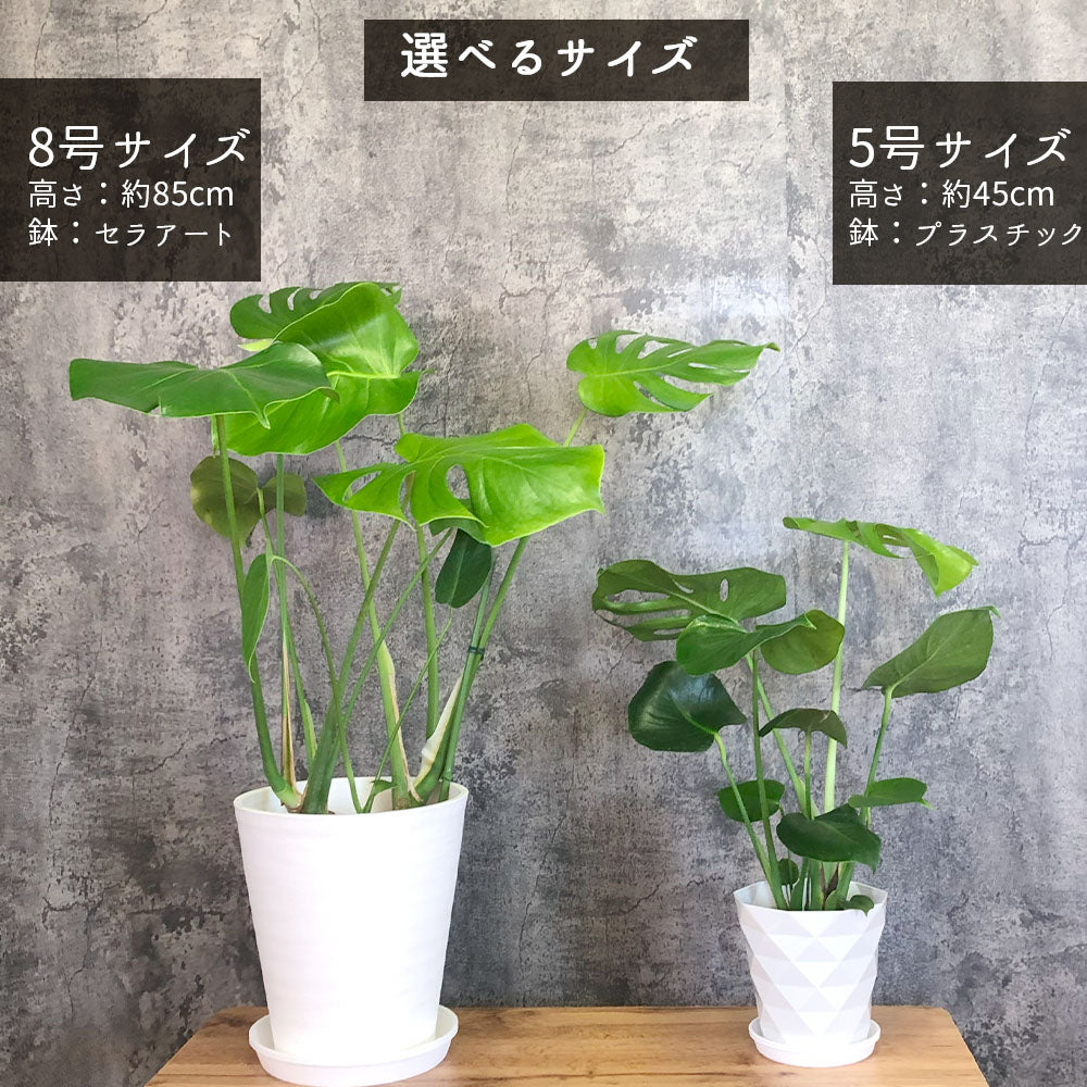 モンステラ デリシオサ 選べるサイズ 5号 8号 素敵な白のプラスチック鉢 受皿付