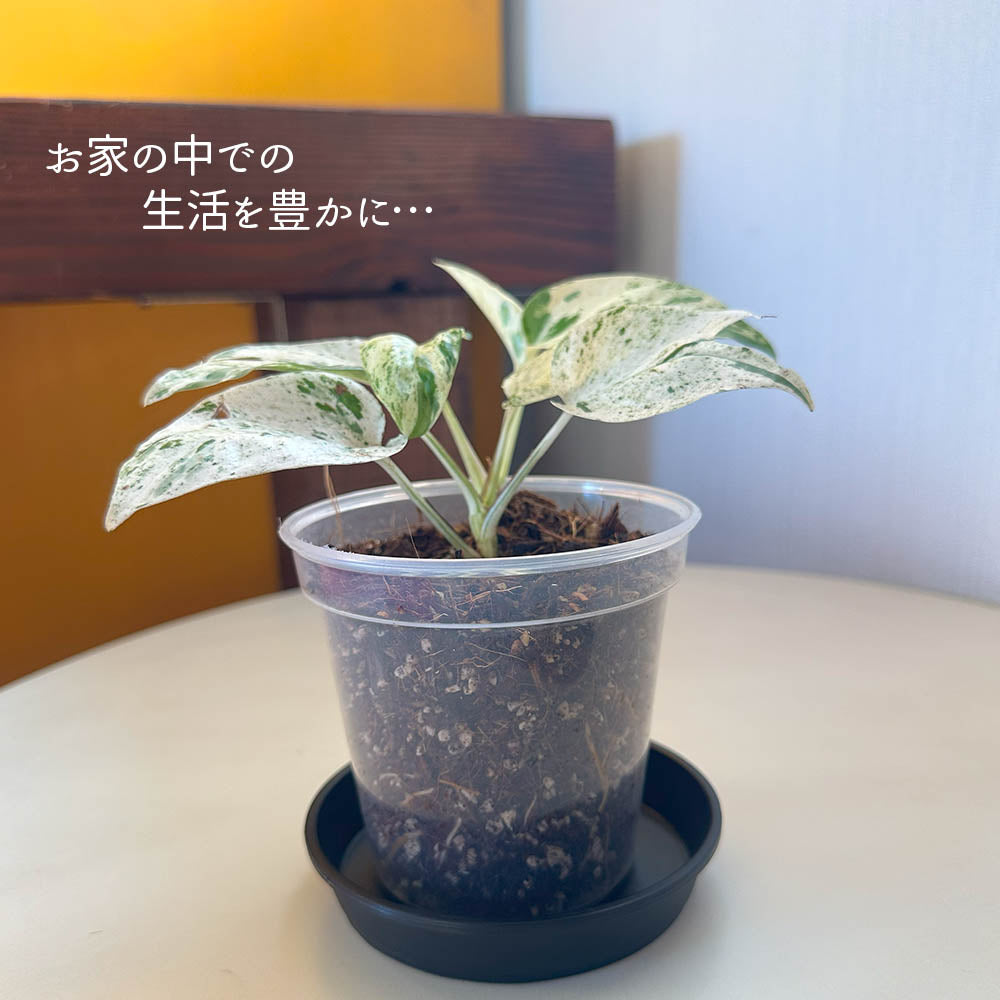 【希少品種】 エピプレムナム ピナツム マーブル 3.5号 プラスチック鉢 黒皿付 ハブカズラ 斑入り