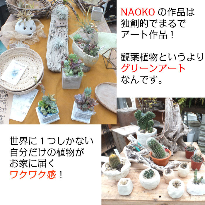 多肉植物 寄せ植え プランツデザイナーNAOKO セメント鉢 ハートピック ギャザリング