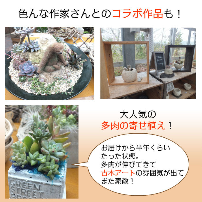 多肉植物 寄せ植え プランツデザイナーNAOKO セメント鉢 ハートピック ギャザリング