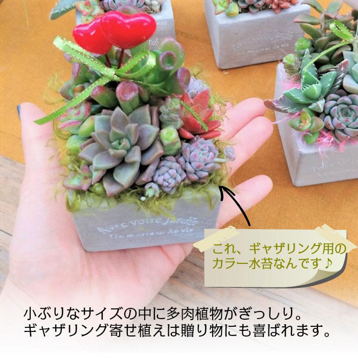 多肉植物 寄せ植え プランツデザイナーNAOKO セメント鉢 ハートピック ギャザリング