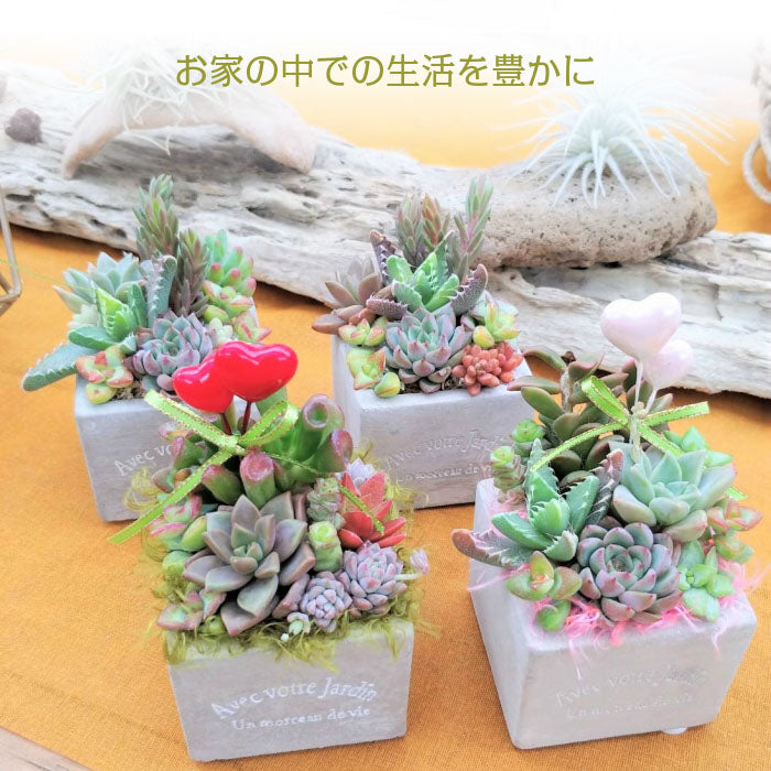多肉植物 寄せ植え プランツデザイナーNAOKO セメント鉢 ハートピック ギャザリング