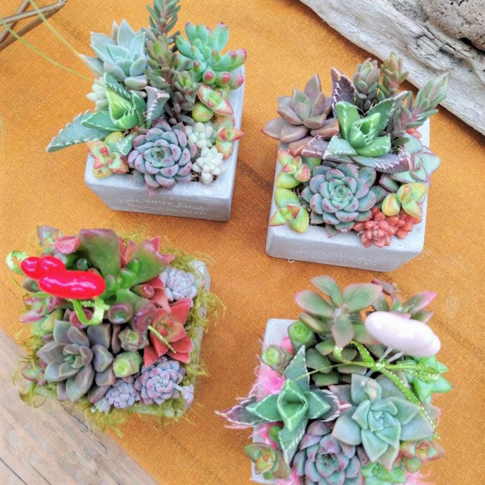 多肉植物 寄せ植え プランツデザイナーNAOKO セメント鉢 ハートピック ギャザリング