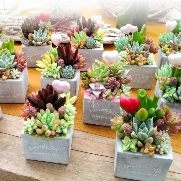 多肉植物 寄せ植え プランツデザイナーNAOKO セメント鉢 ハートピック ギャザリング