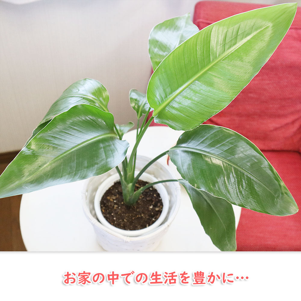 オーガスタ 5号 白竹カバー
