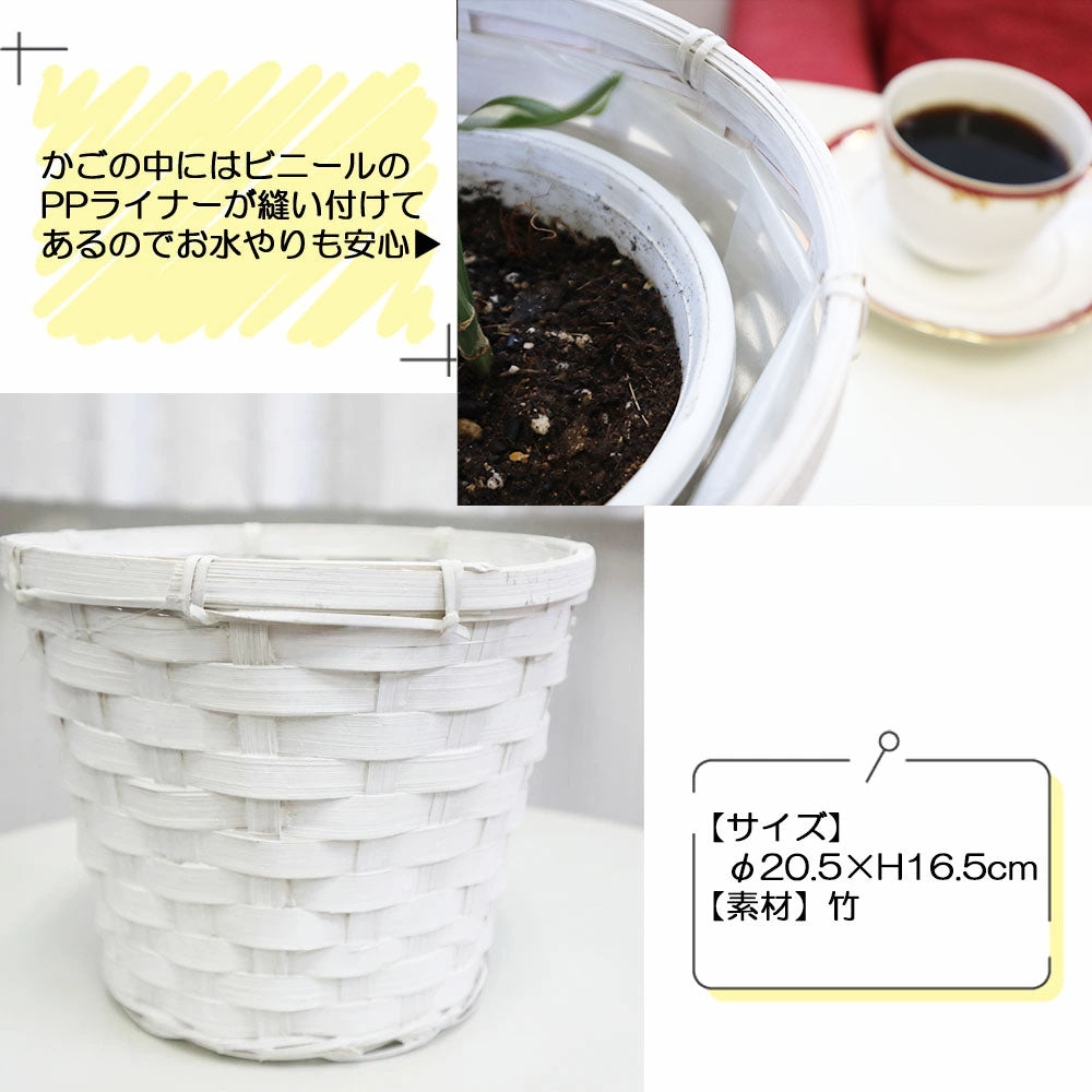 オーガスタ 5号 白竹カバー