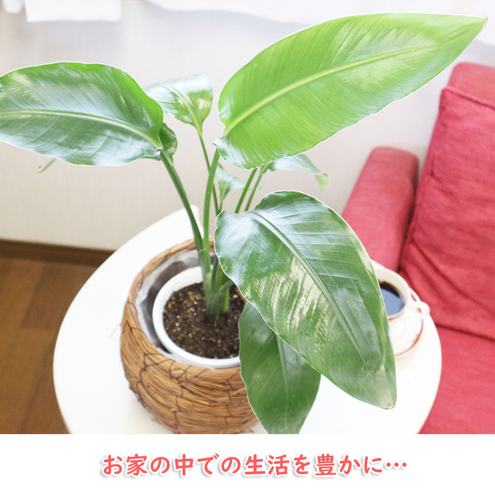 オーガスタ 5号 グラス鉢カバー