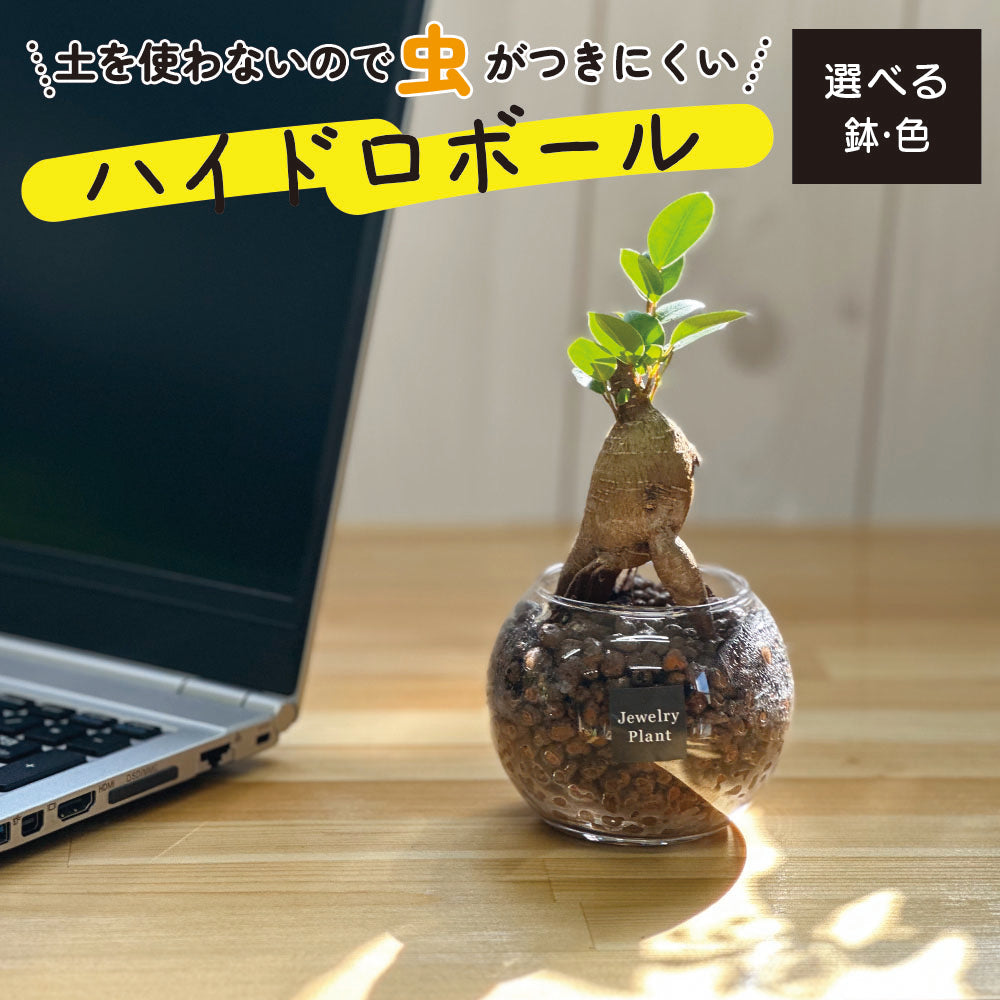 ハイドロカルチャー ハイドロボール ガジュマル