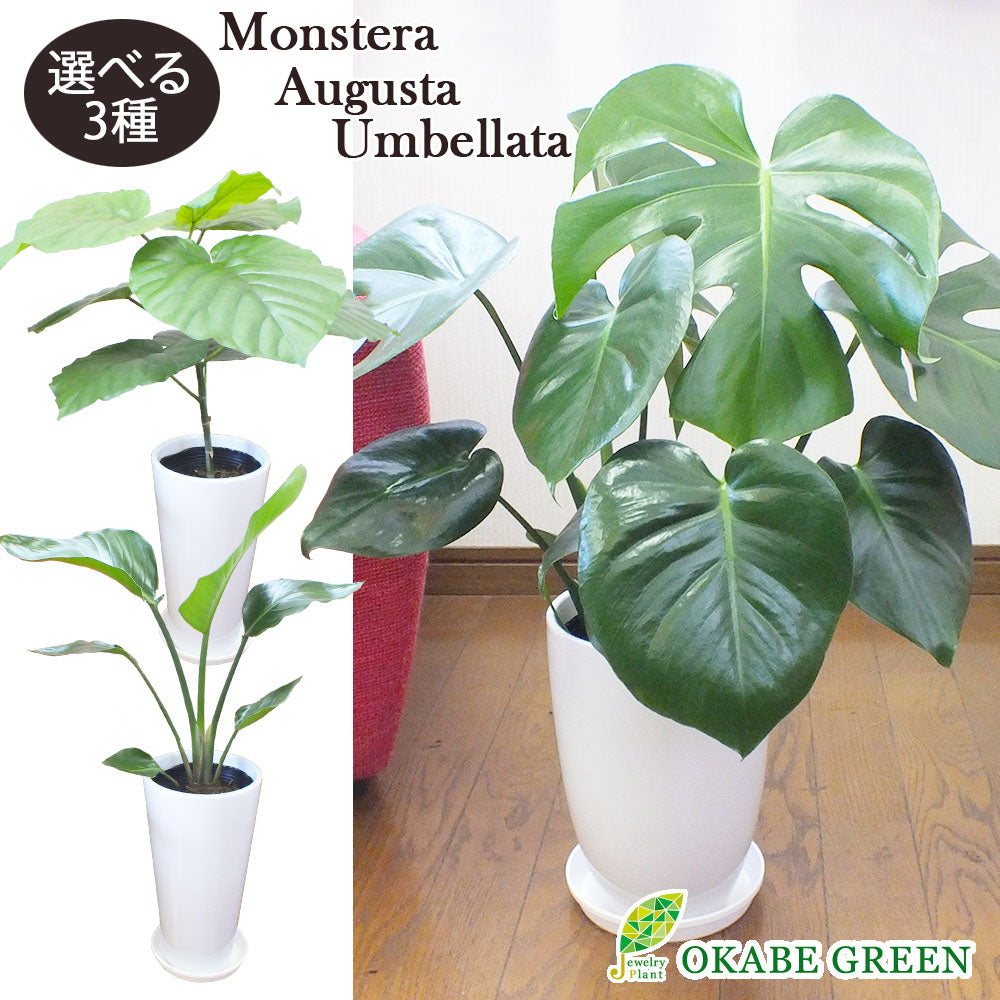 【選べる植物 】ウンベラータ オーガスタ モンステラ 6号 白陶器鉢 受皿付き