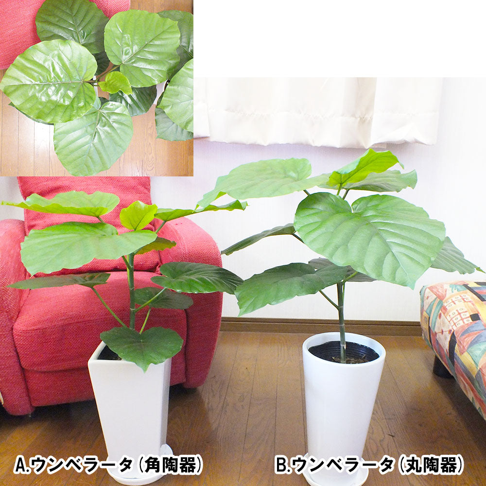 【選べる植物 】ウンベラータ オーガスタ モンステラ 6号 白陶器鉢 受皿付き