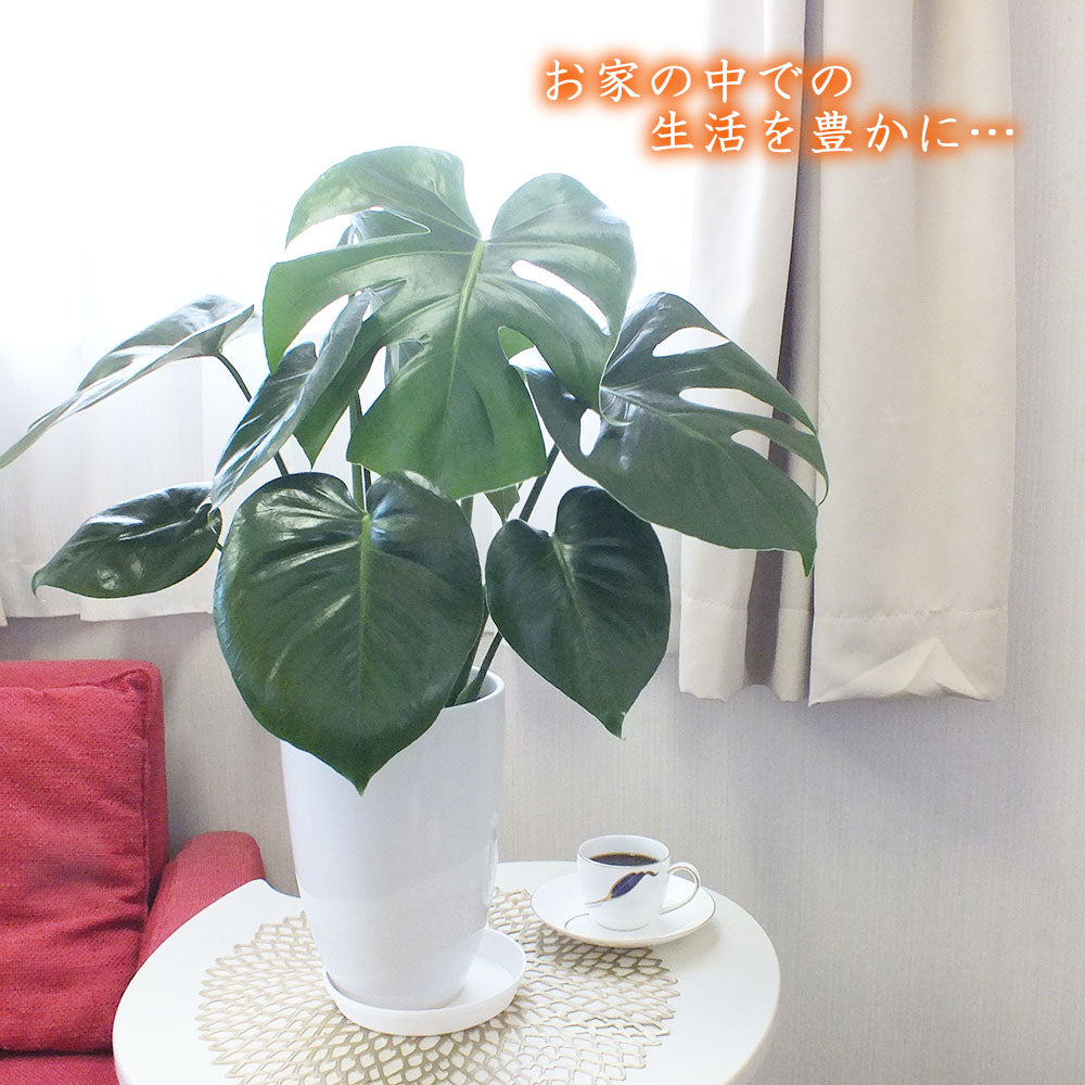 【選べる植物 】ウンベラータ オーガスタ モンステラ 6号 白陶器鉢 受皿付き