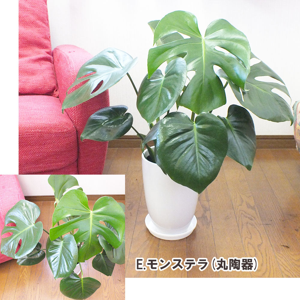 【選べる植物 】ウンベラータ オーガスタ モンステラ 6号 白陶器鉢 受皿付き