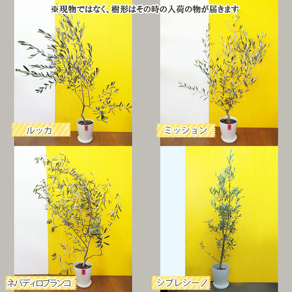 オリーブ 6号 白のプラスチック鉢 受皿付