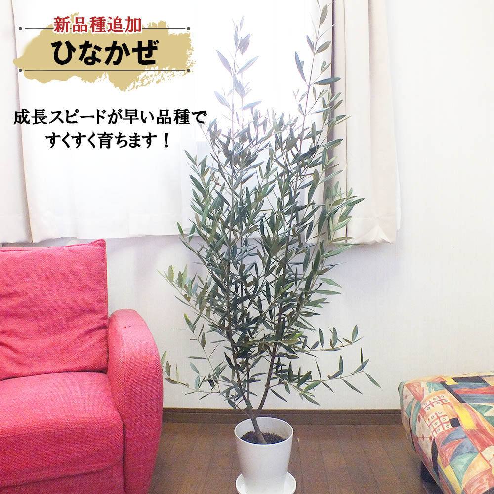 オリーブ 6号 白のプラスチック鉢 受皿付