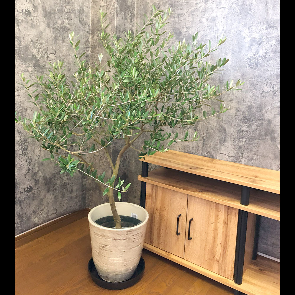 オリーブ ネバディロブランコ 【現品】 9号 アンティーク調の白鉢 黒受皿付 直植え シンボルツリー